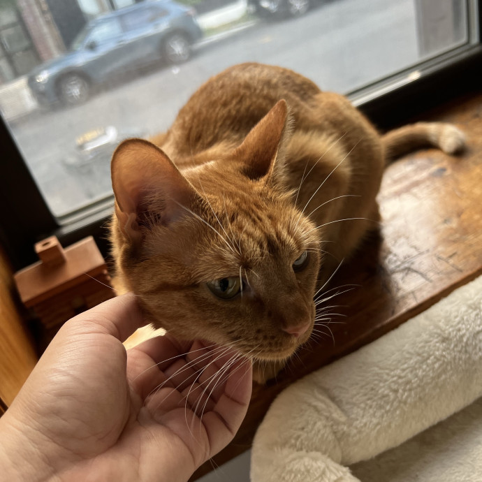 Cat Lover Listener Empathy-Based Care