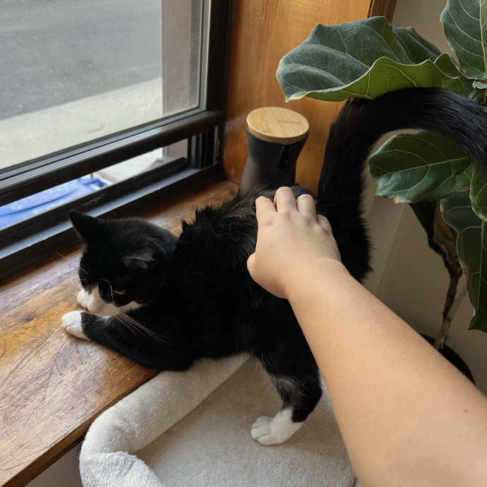 Cat Lover Listener Empathy-Based Care