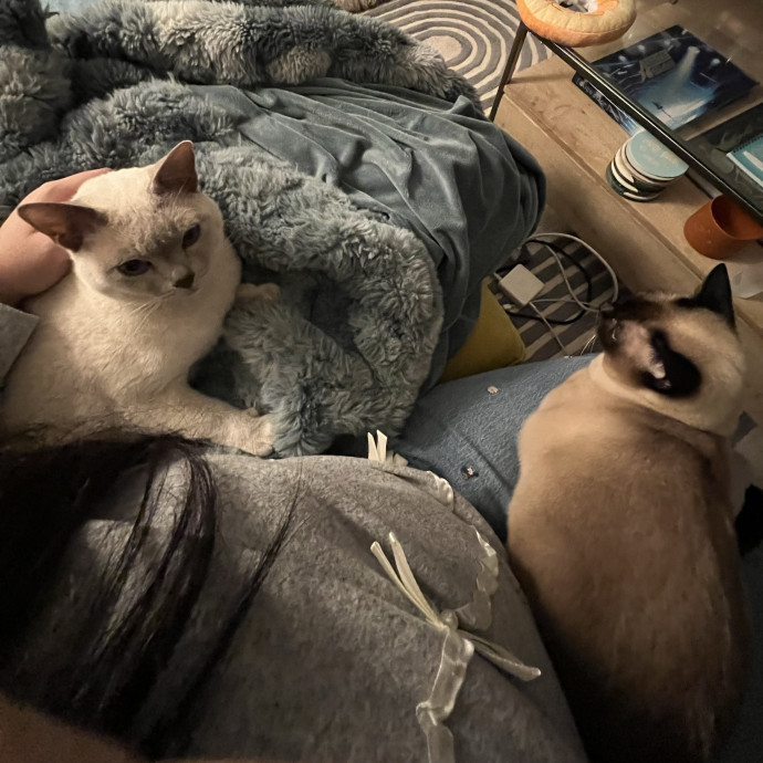 Cat Lover Listener Empathy-Based Care