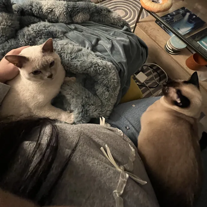 Cat Lover Listener Empathy-Based Care
