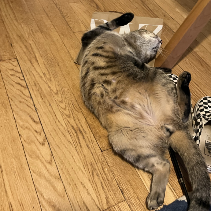 Cat Lover Listener Empathy-Based Care