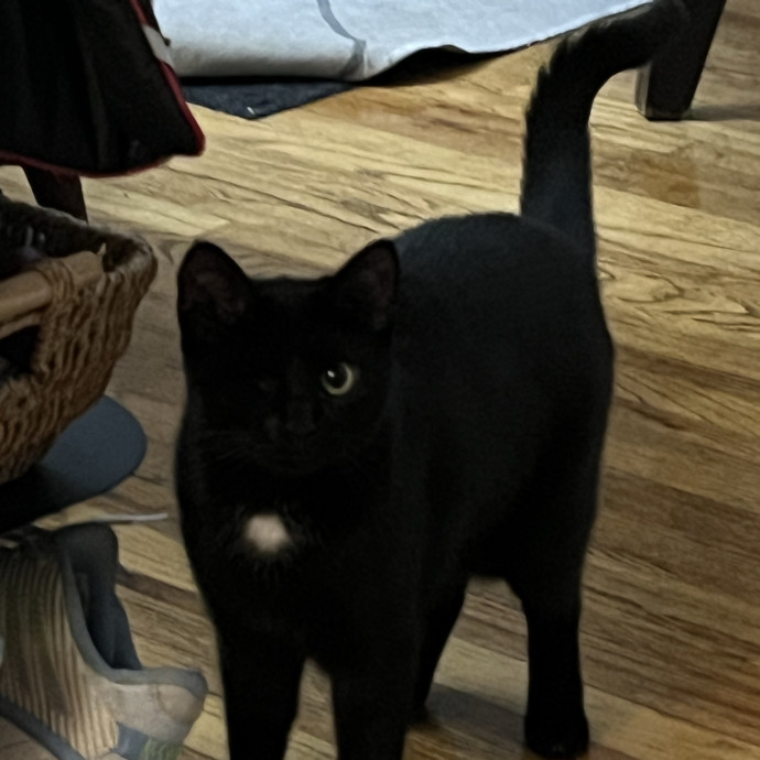Cat Lover Listener Empathy-Based Care