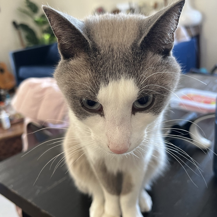 Cat Lover Listener Empathy-Based Care