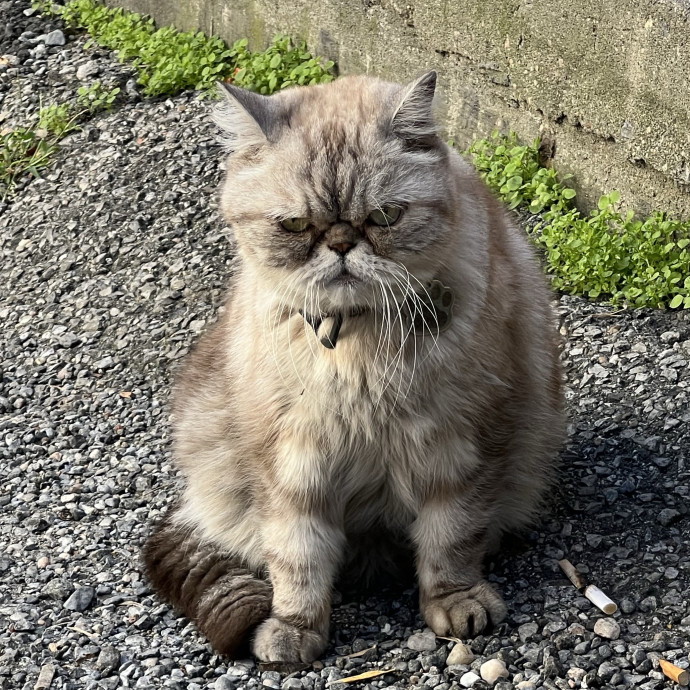 Cat Lover Listener Empathy-Based Care