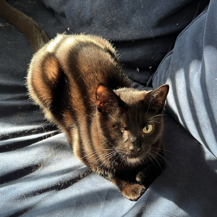 Cat Lover Listener Empathy-Based Care