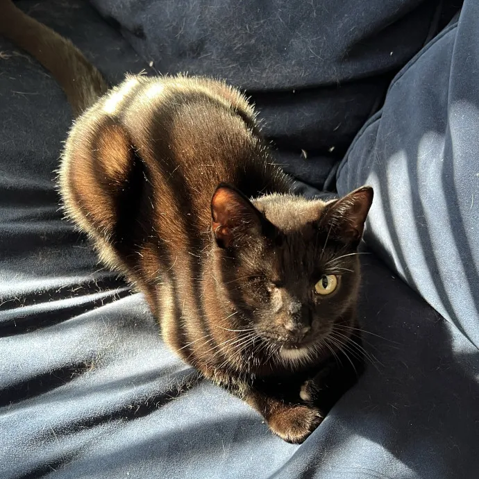 Cat Lover Listener Empathy-Based Care