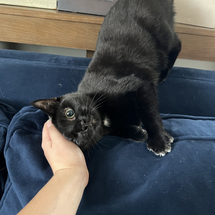 Cat Lover Listener Empathy-Based Care