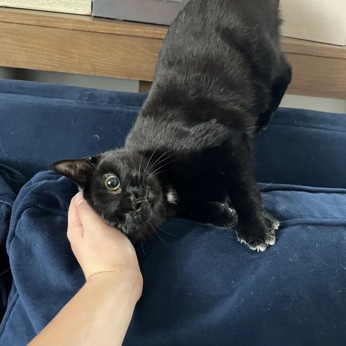 Cat Lover Listener Empathy-Based Care