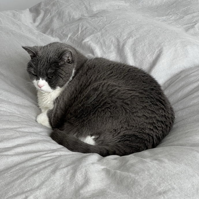 Cat Lover Listener Empathy-Based Care