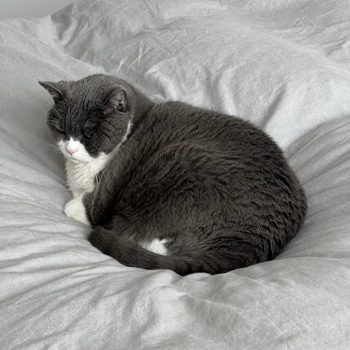 Cat Lover Listener Empathy-Based Care