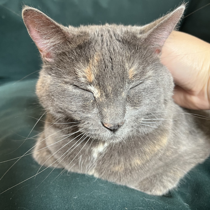 Cat Lover Listener Empathy-Based Care