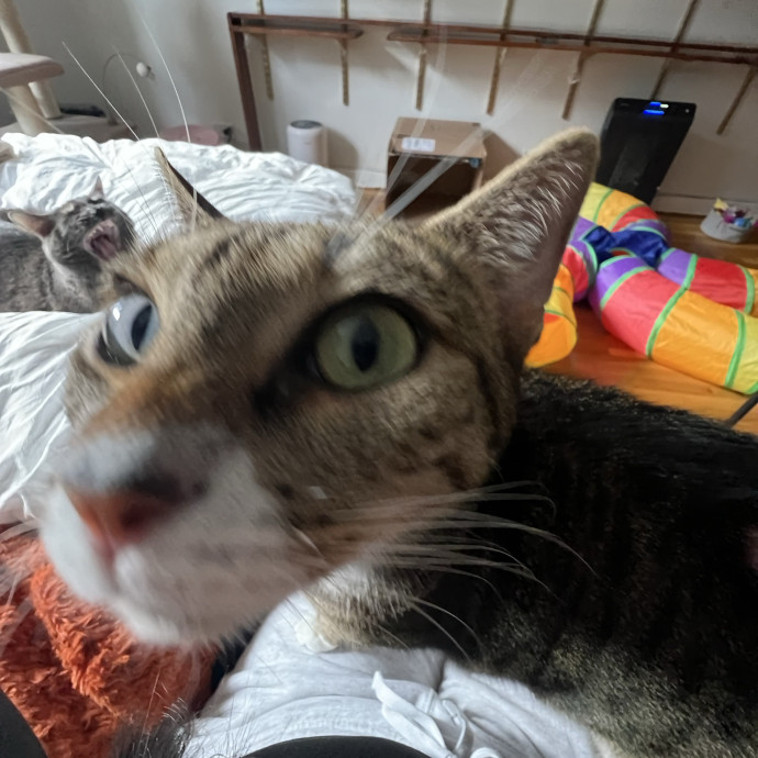 Cat Lover Listener Empathy-Based Care