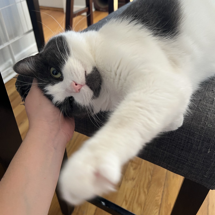 Cat Lover Listener Empathy-Based Care