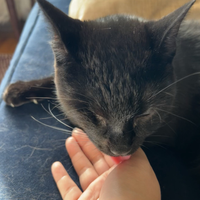 Cat Lover Listener Empathy-Based Care