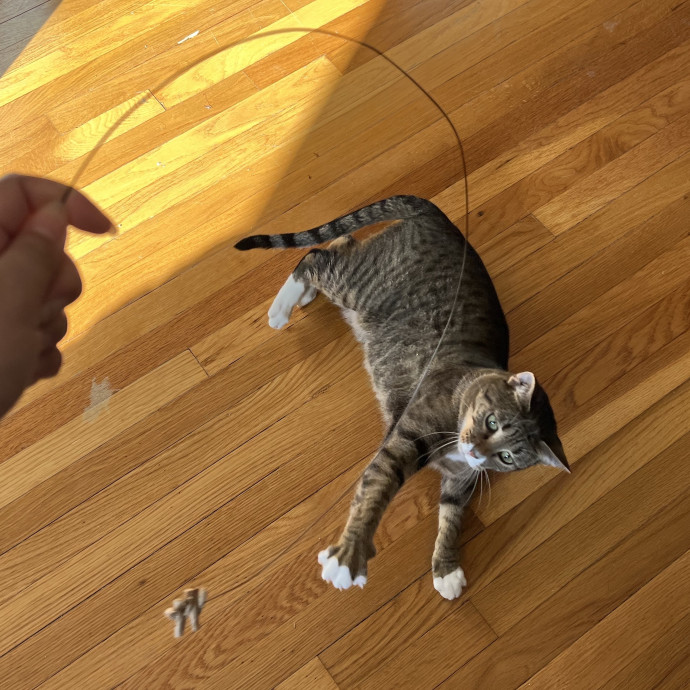 Cat Lover Listener Empathy-Based Care