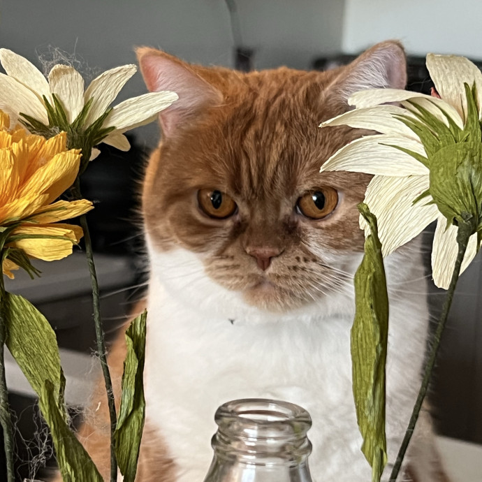 Cat Lover Listener Empathy-Based Care