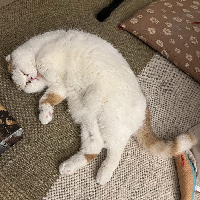 Cat Lover Listener Empathy-Based Care