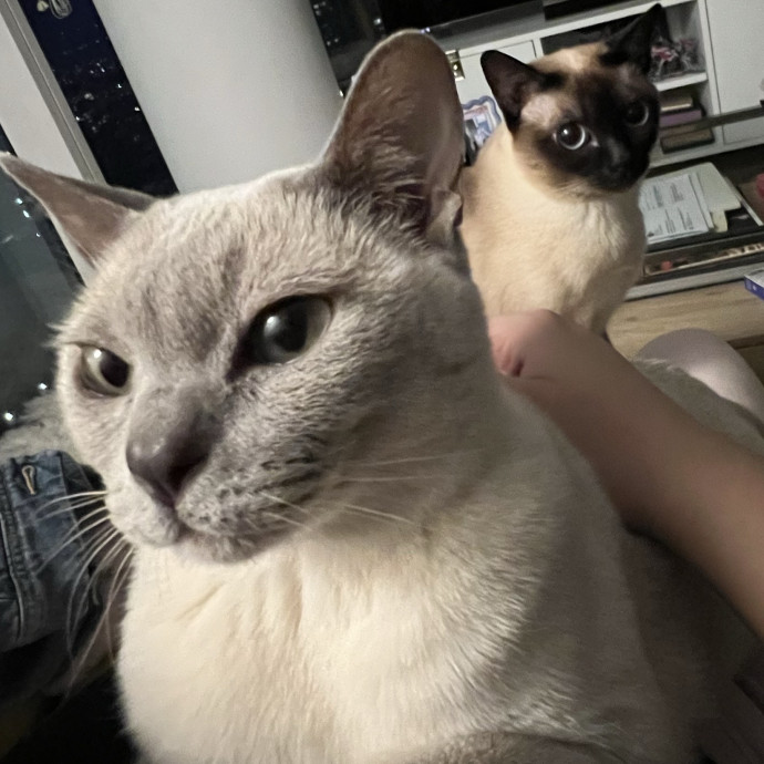 Cat Lover Listener Empathy-Based Care