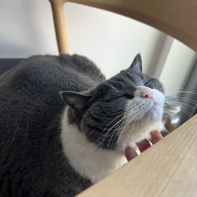 Cat Lover Listener Empathy-Based Care