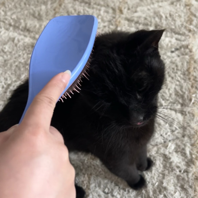 Cat Lover Listener Empathy-Based Care
