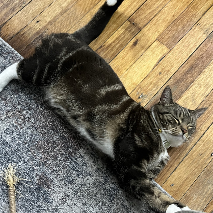 Cat Lover Listener Empathy-Based Care