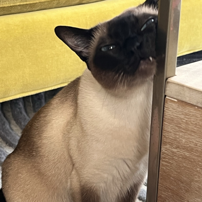 Cat Lover Listener Empathy-Based Care