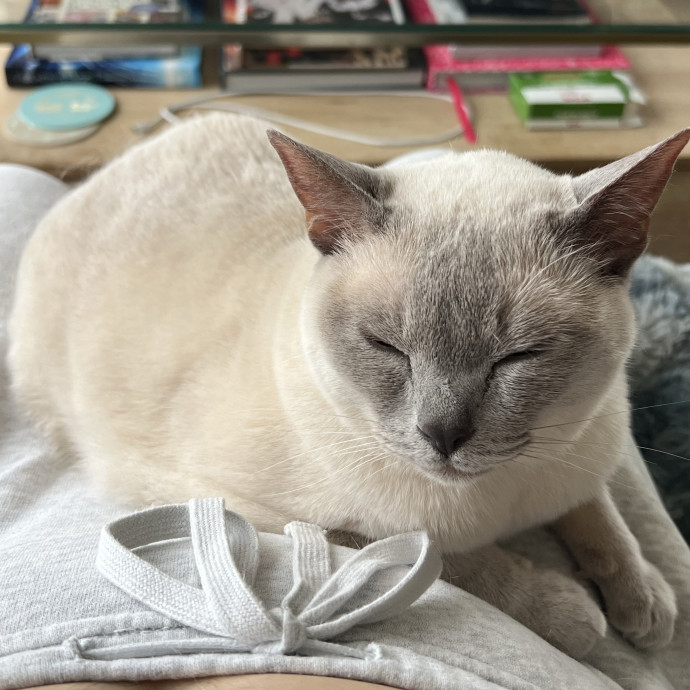 Cat Lover Listener Empathy-Based Care