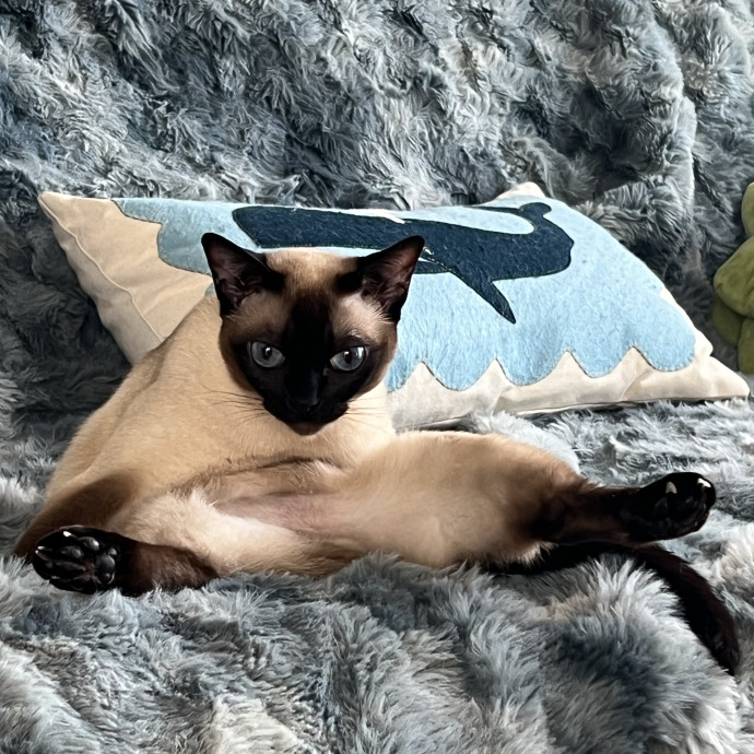 Cat Lover Listener Empathy-Based Care