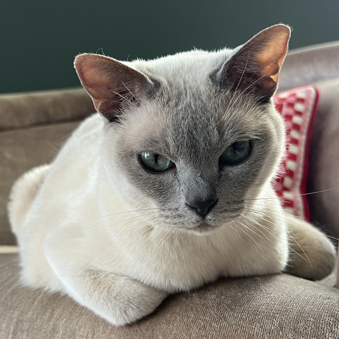 Cat Lover Listener Empathy-Based Care