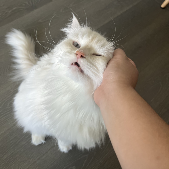 Cat Lover Listener Empathy-Based Care