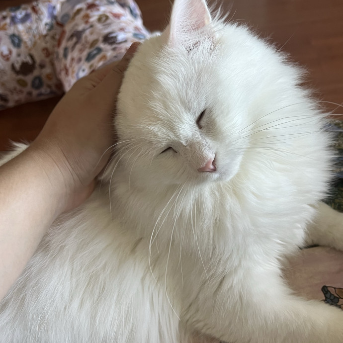 Cat Lover Listener Empathy-Based Care
