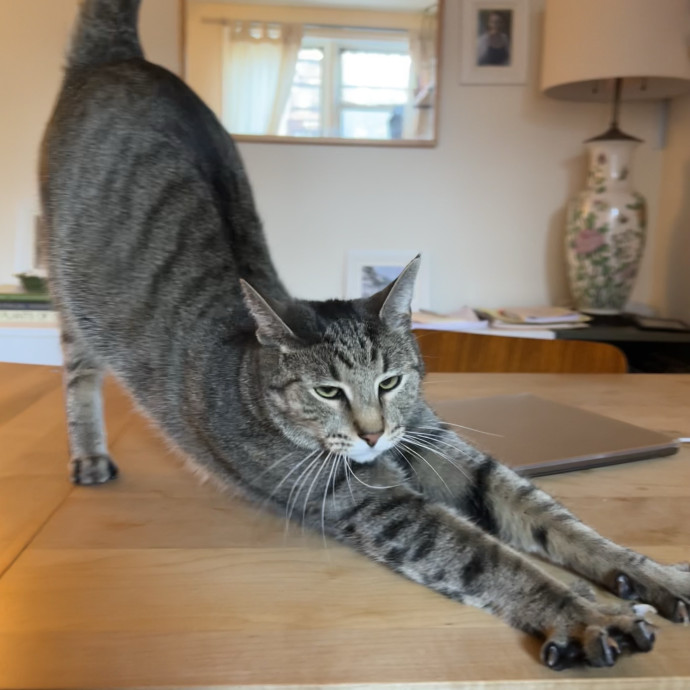 Cat Lover Listener Empathy-Based Care photo 2