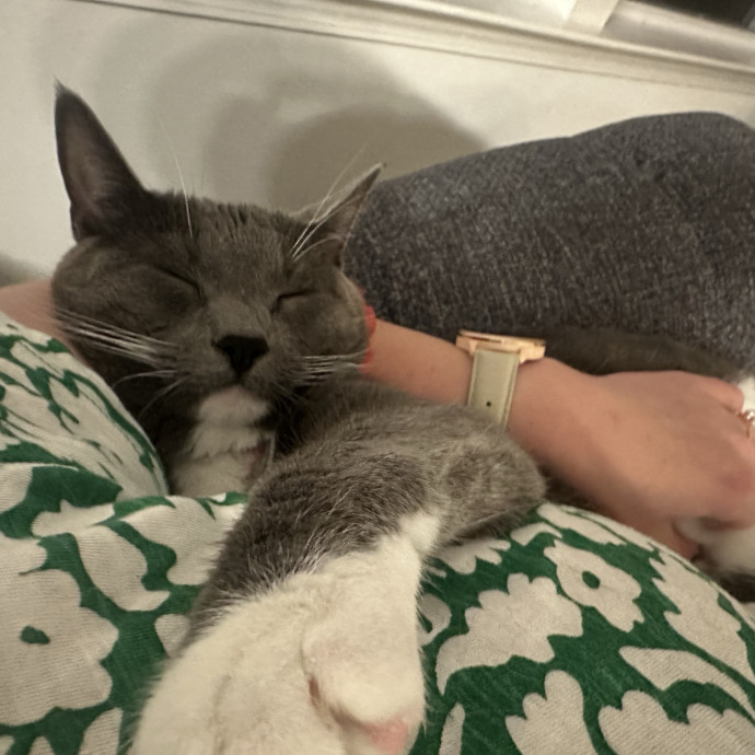 Cat Whisperer