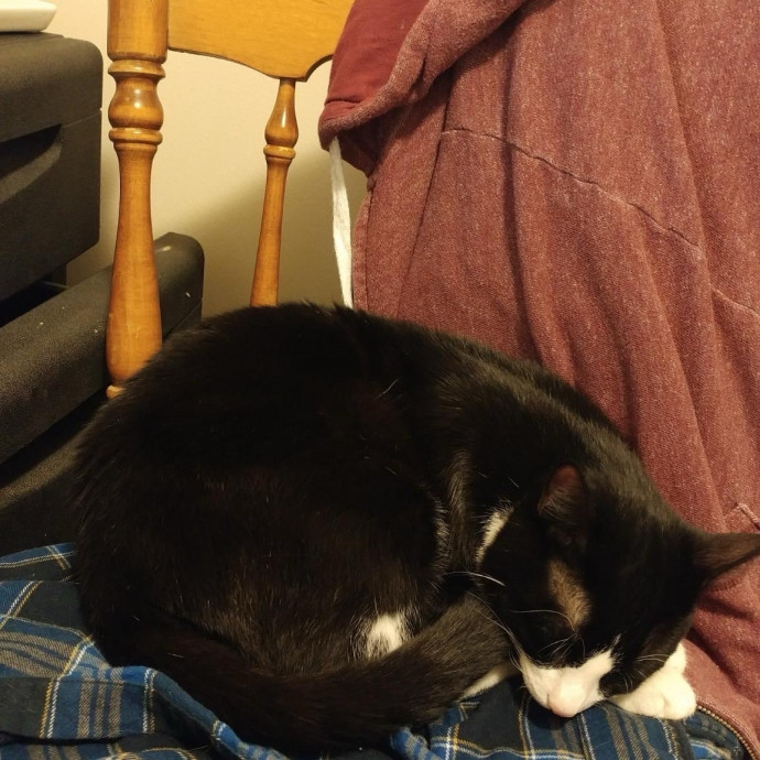 Cat Whisperer