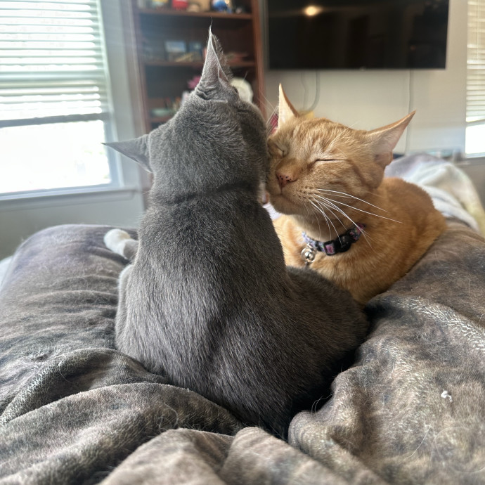 Cat Whisperer