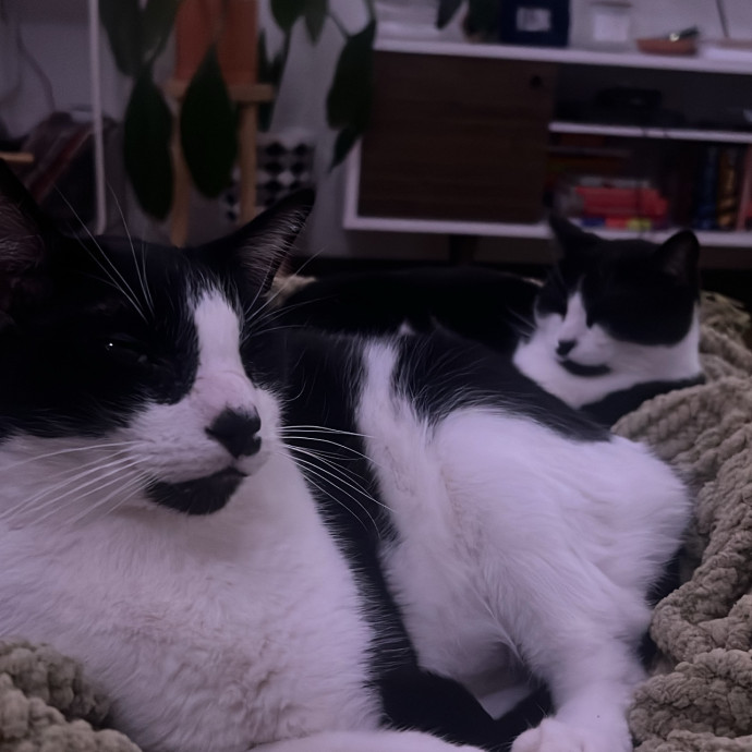 Tidy Mid City Kitty Sitter photo 2