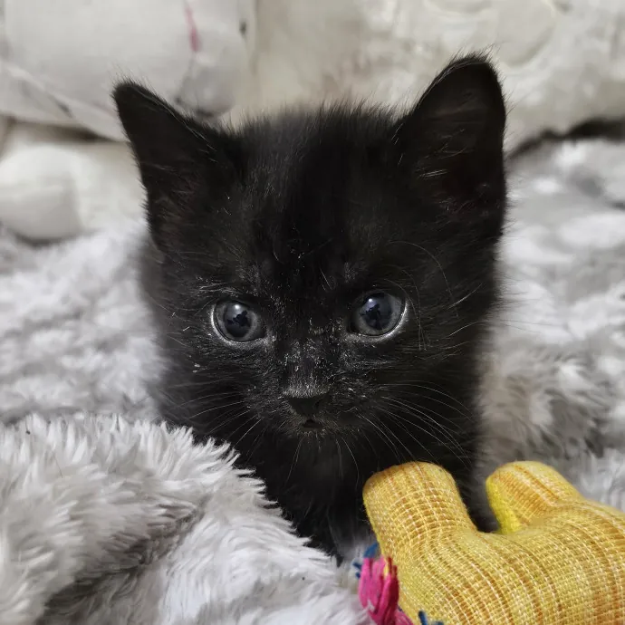 Well-Watched Whiskers