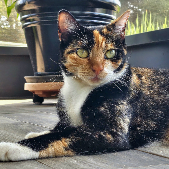 Well-Watched Whiskers