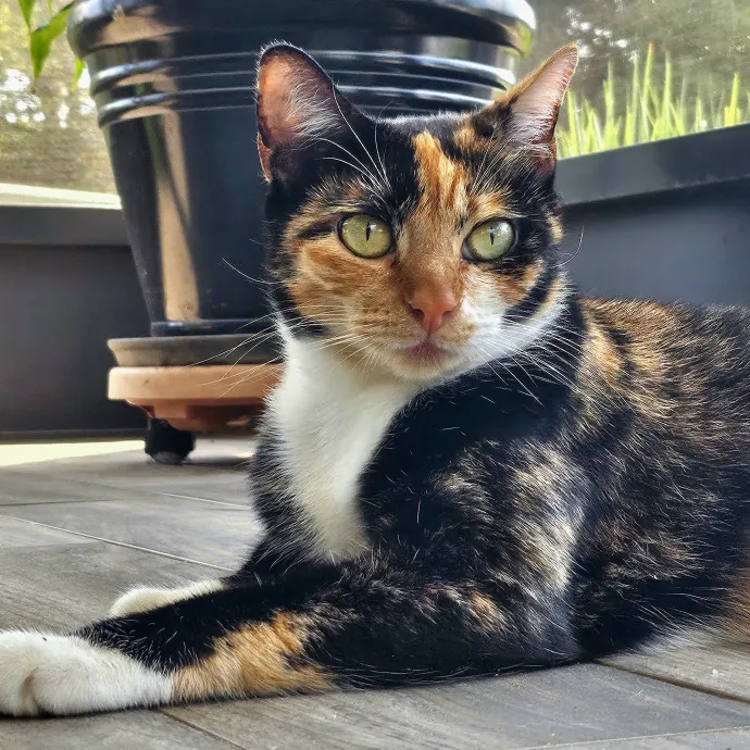 Well-Watched Whiskers