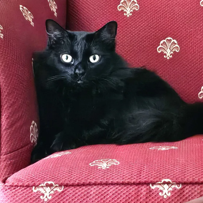 Well-Watched Whiskers