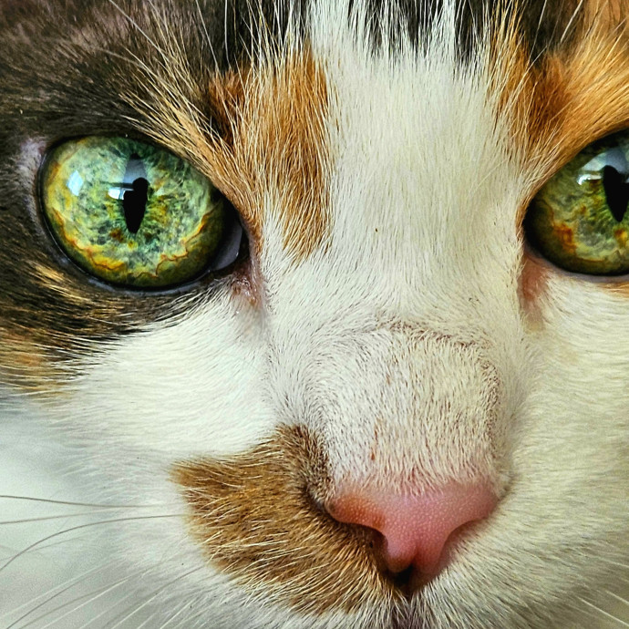 Well-Watched Whiskers
