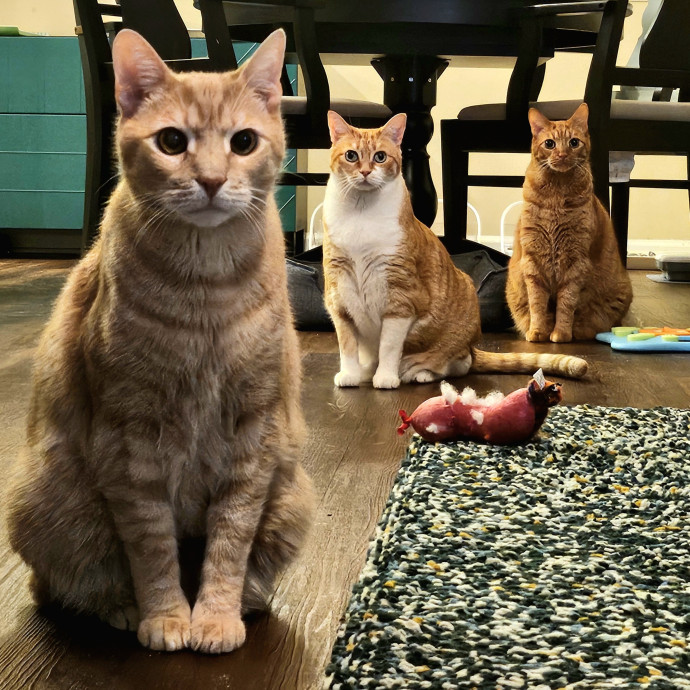 Well-Watched Whiskers