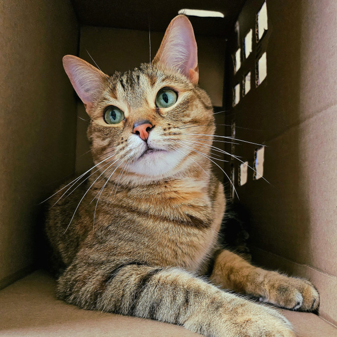 Well-Watched Whiskers