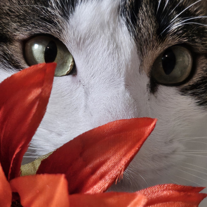 Well-Watched Whiskers
