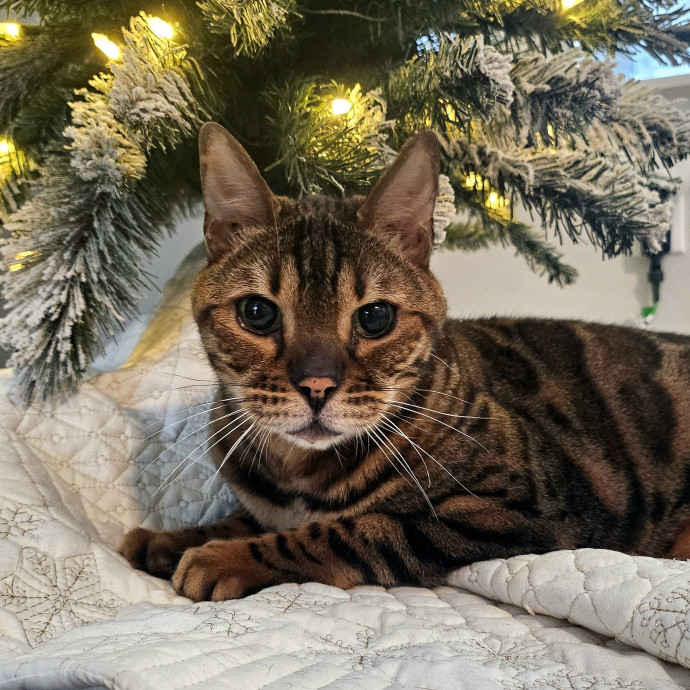Well-Watched Whiskers