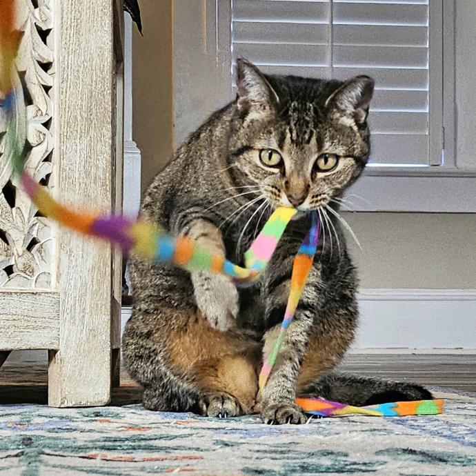 Well-Watched Whiskers