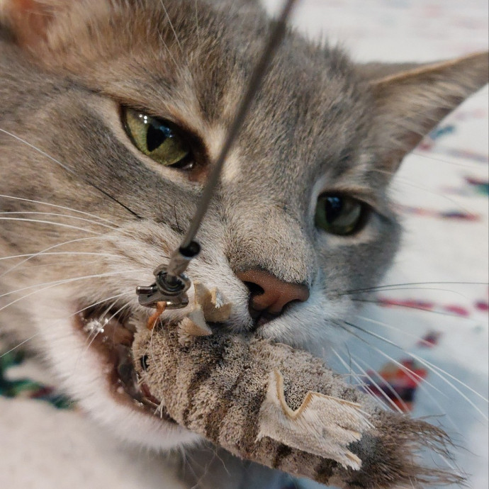 Well-Watched Whiskers photo 3