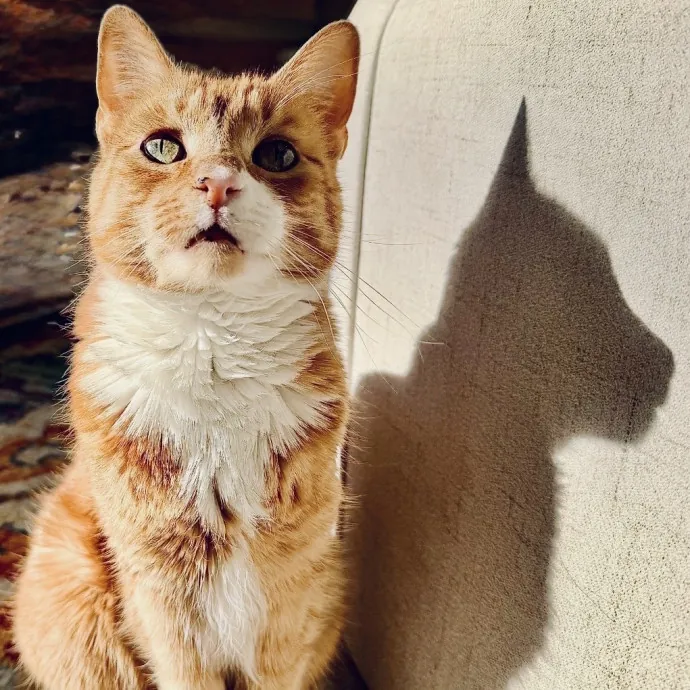 The Cat Whiskerer