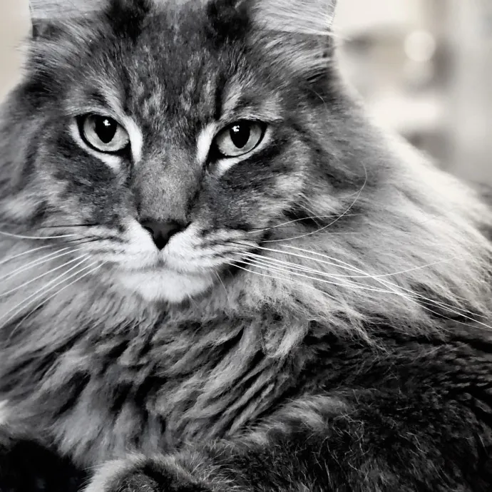 A Whisker And A Paw Cat Sitting