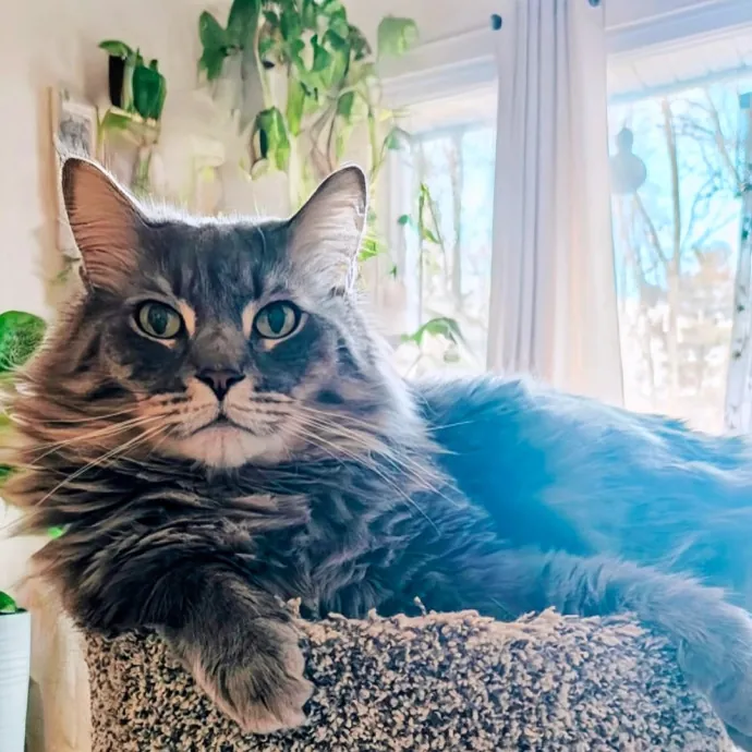 A Whisker And A Paw Cat Sitting